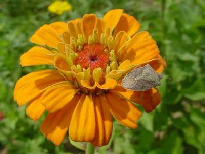 brown stink bug