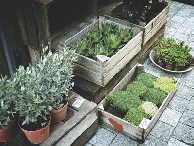 plant sale inb baskets
