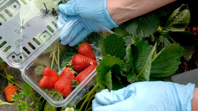 Strawberries are picked and then placed in a clamshell for distribution and market...Photo by Becky Kirkland