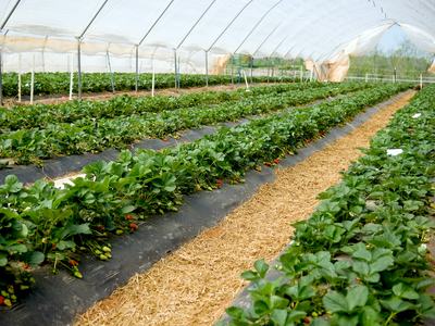Strawberry tunnel
