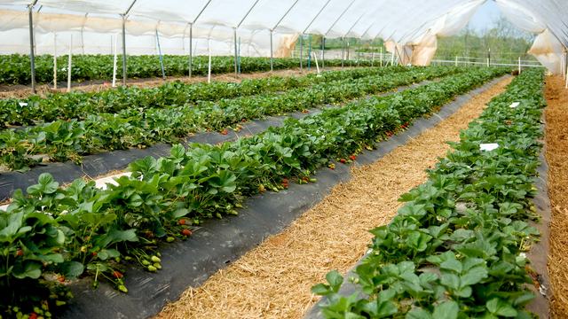 Strawberry tunnel