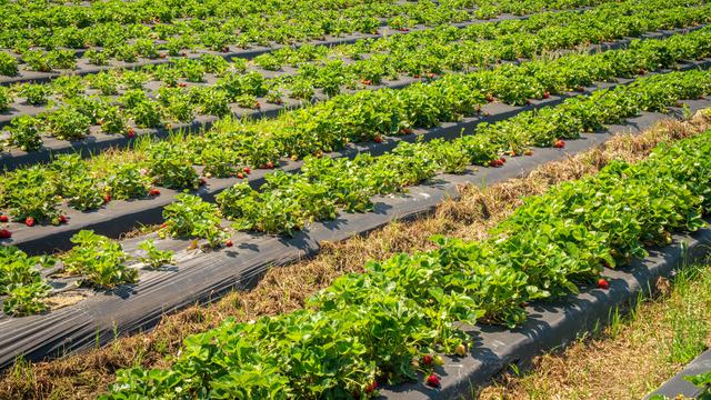 strawberries