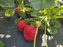 a close-up of a strawberry plant with various ripen strawberry fruit
