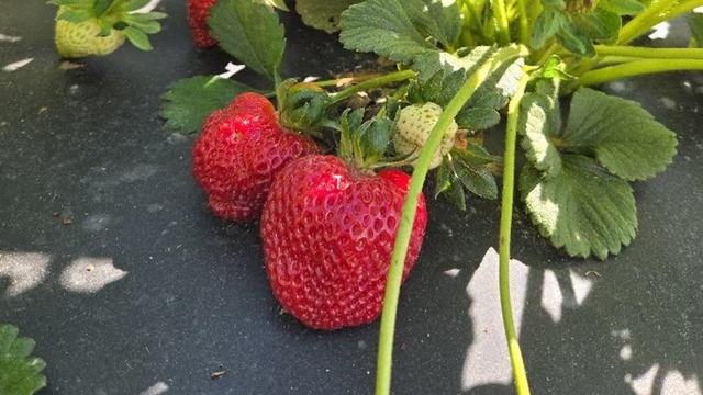 a close-up of a strawberry plant with various ripen strawberry fruit