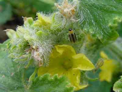 Striped cucumber beetle