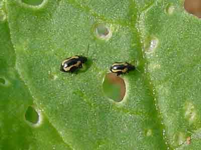 Striped flea beetles