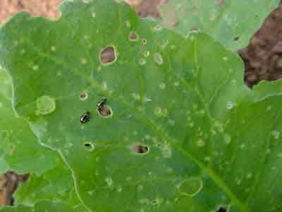 Striped flea beetles on radish