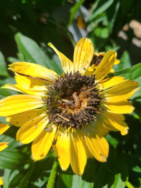 echinacea with a caterpillar eating the flower