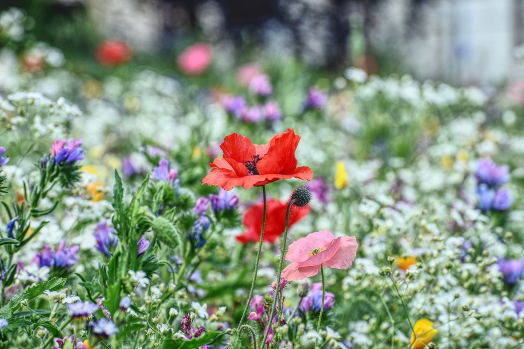 Meadow of flowers