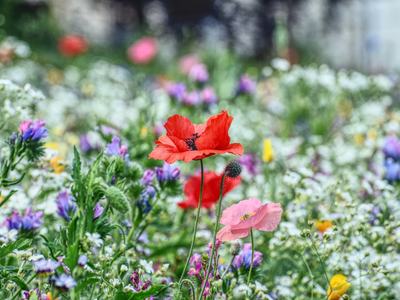 meadow flowers