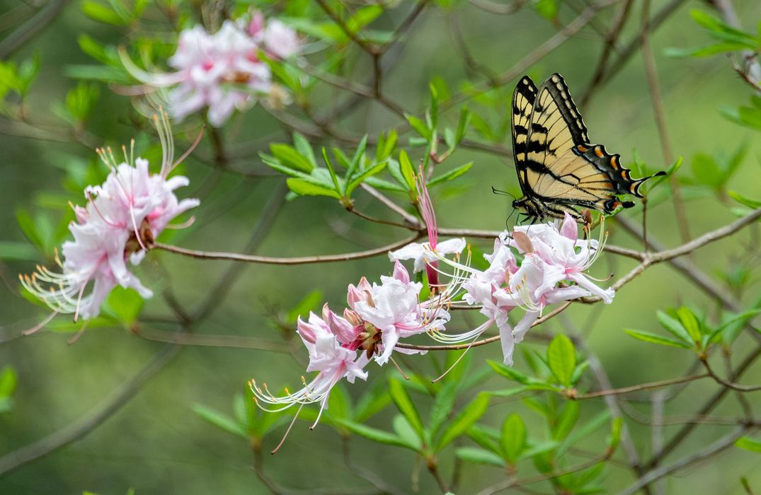 swallowtail butterfly landing on a deciduous azalea