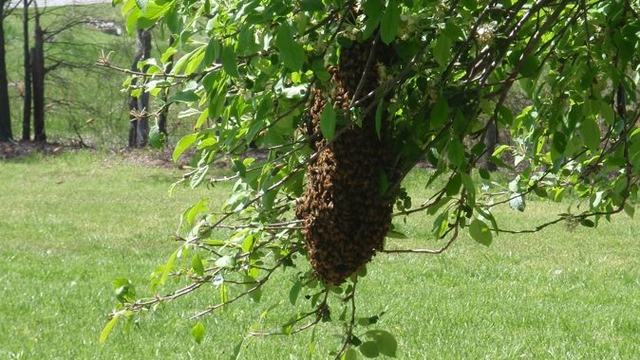 swarm of honey bee on a tree branch