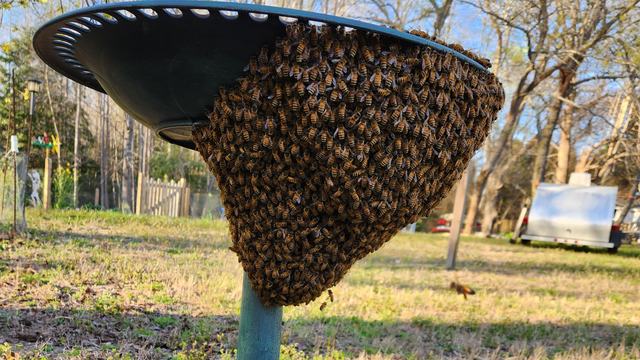 A swarm of bees settled on a birdbath