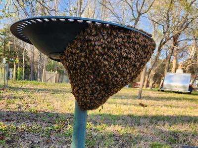 A swarm of bees settled on a birdbath
