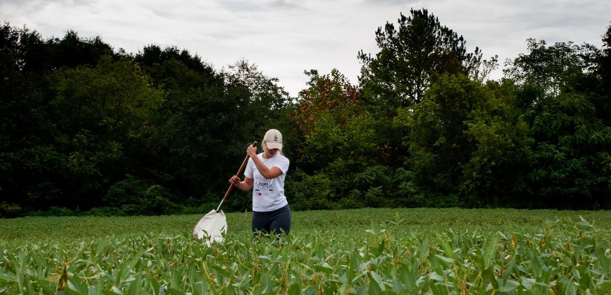 Person using sweep net to sample insects in a soybean field