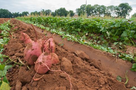 harvested sweetpotatoes in field