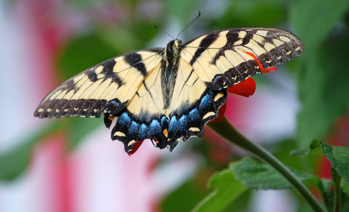 Appalachian Swallowtail butterfly yellow morph. Photo by Mickey French.