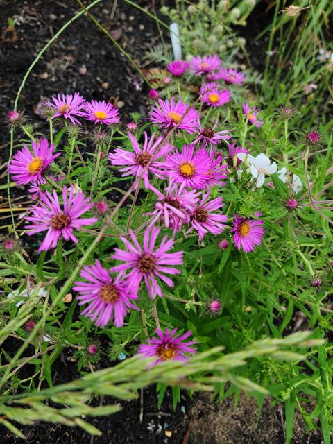 pink aster flowers blooming among green leaves