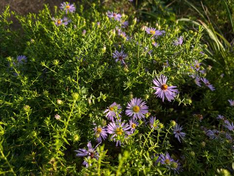 purple aster flowers in a matrix of green leaves and flower buds