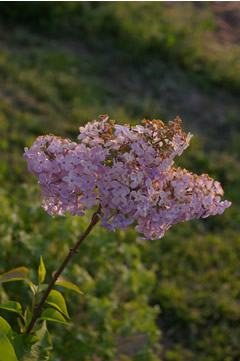 Syringa x hyacinthiflora 'Asessippi'