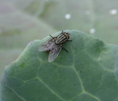 close-up of tachind fly on broccoli