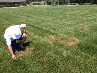 A kneeling man closely inspecting diseased turfgrass in a field.