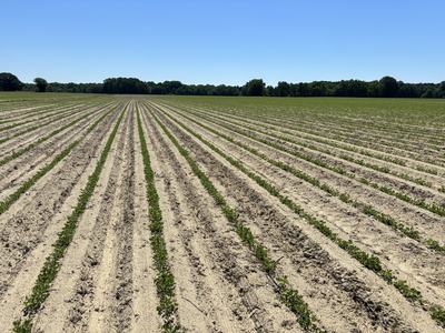 Peanuts near Tarboro