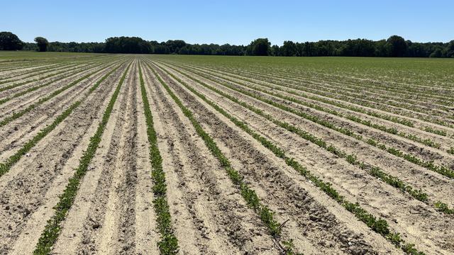 Peanuts near Tarboro