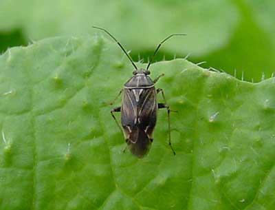 Tarnished plant bug (Lygus lineolaris)