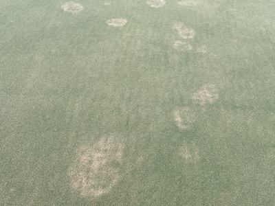 White circular patches on a bermudagrass putting green due to infection by take-all root rot.