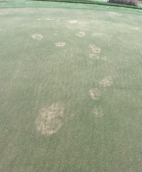White circular patches on a bermudagrass putting green due to infection by take-all root rot.