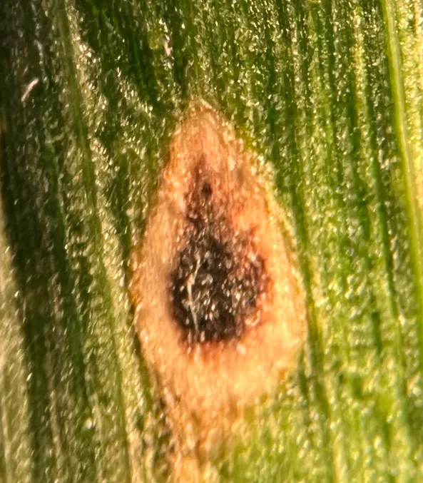 close up of black spot with tan halo on corn leaf