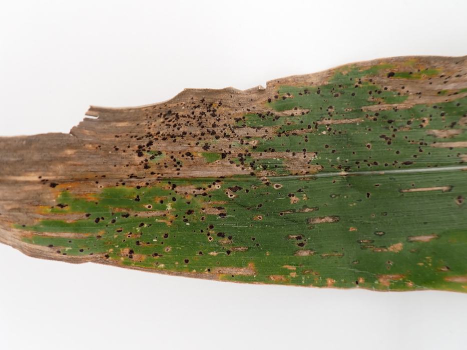 leaf with black spots from tar spot on white background
