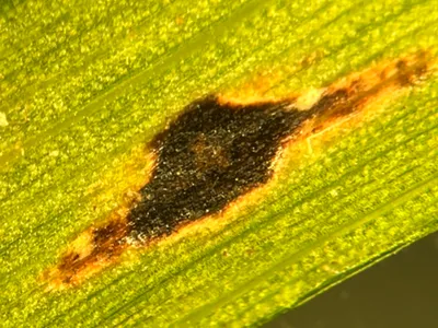 close up of irregularly shaped black spot on corn leaf