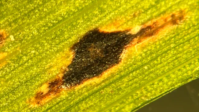 close up of irregularly shaped black spot on corn leaf