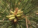 Loblolly pine strobili