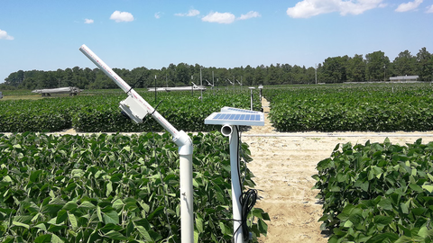 Solar-powered sensors in a green, sunny soybean field, which collect data that helps NC State researchers better assist North Carolina farmers.