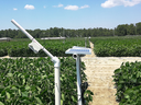 Solar-powered sensors in a green and sunny soybean field, which collect data that helps NC State researchers better assist North Carolina farmers.