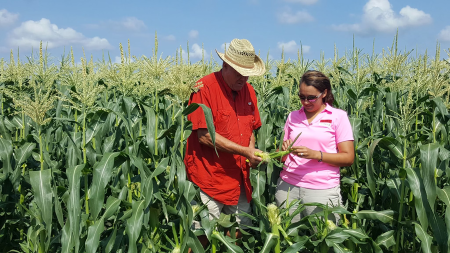 Two people stand in a tall, green cornfield under a blue sky, examining an ear of corn together — one wearing a straw hat and red shirt, the other in a pink NC State Extension polo.