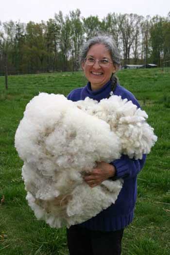 Woman holding a large raw sheep fleece in a grassy field