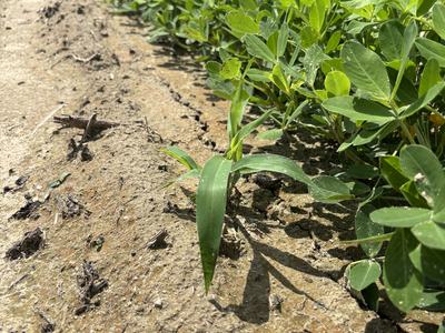 Texas panicum in peanuts