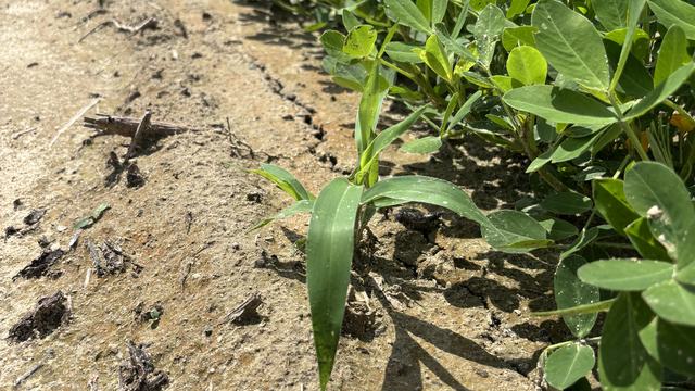 Texas panicum in peanuts