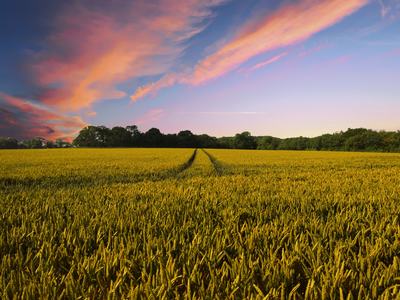 Green wheat in field with pink sunset.