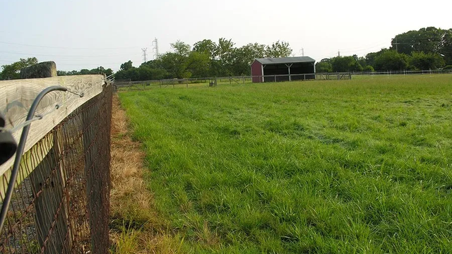 Green pasture