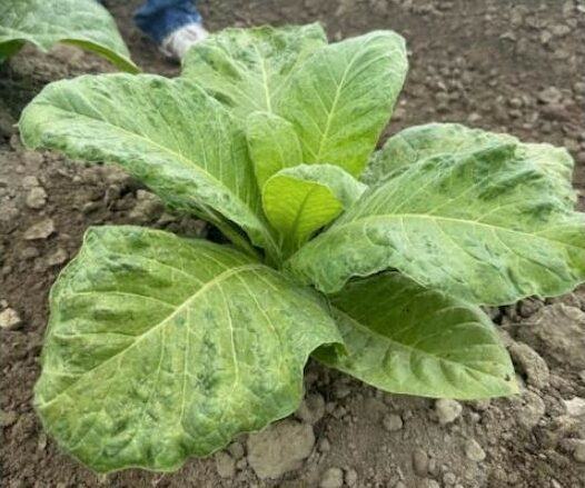 TMV-infected tobacco plant