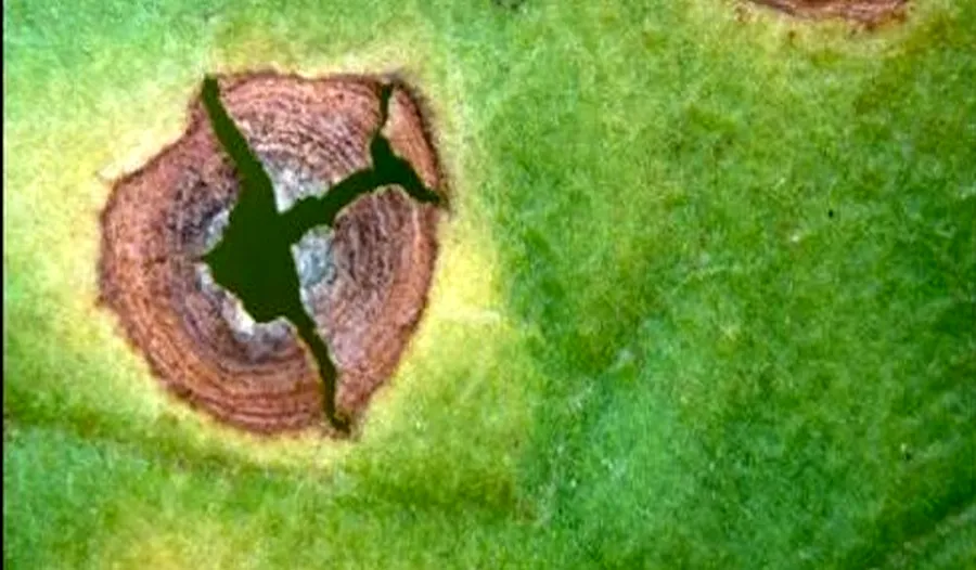 2025 Fungicide Treatments for Target Spot in NC Flue-Cured Tobacco - Tobacco  Growers Information
