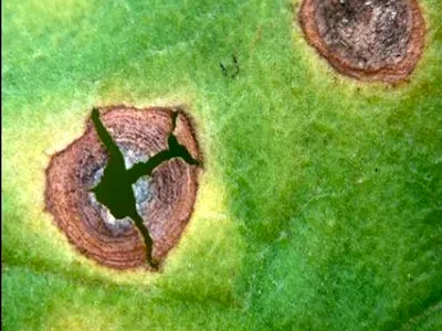 Close-up of a green tobacco leaf showing two circular brown lesions with distinct concentric rings and yellow halos; one lesion has a cracked center, characteristic of target spot symptoms.