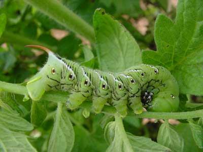 Tobacco hornworm on tomato