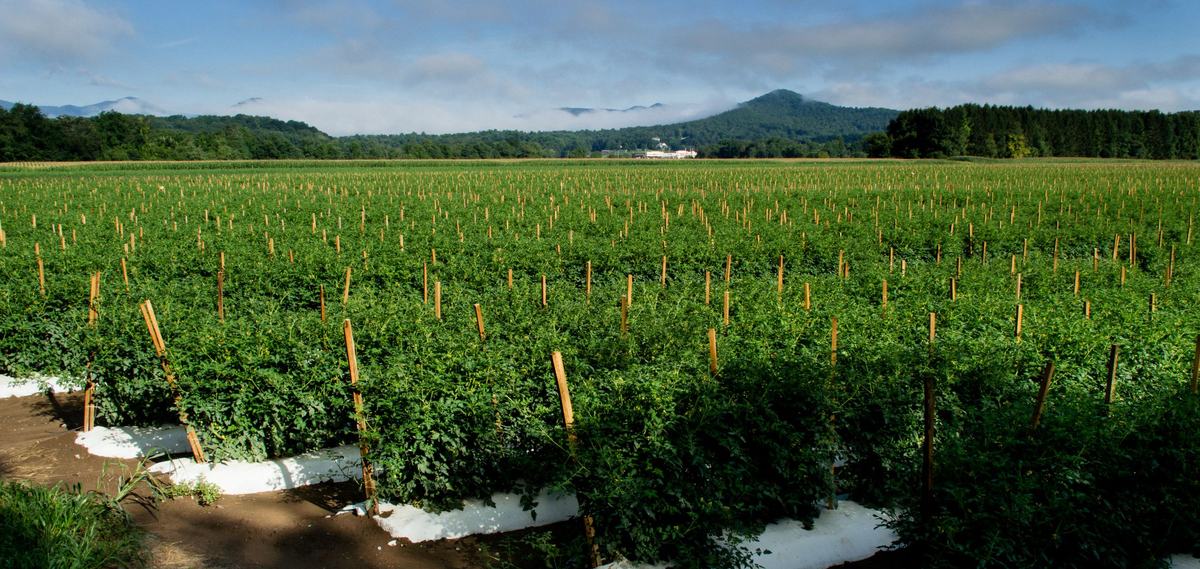 Field of tomatoes with mountain in background