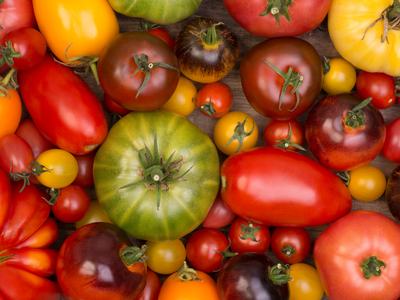 variety of tomatoes